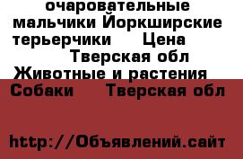 очаровательные мальчики Йоркширские терьерчики.  › Цена ­ 10 000 - Тверская обл. Животные и растения » Собаки   . Тверская обл.